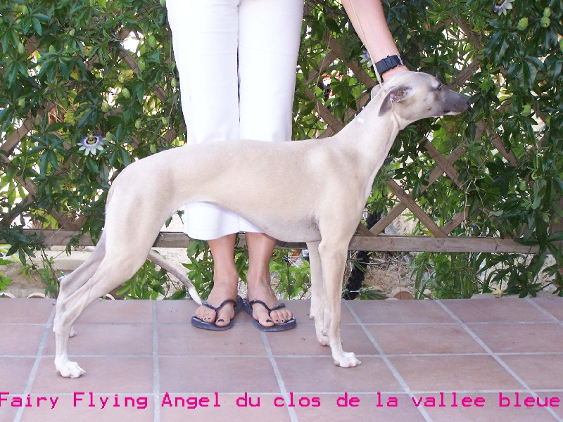 Fairy-flying-angel du clos de la vallée bleue