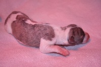 CHIOT ( Lady Candy Blue